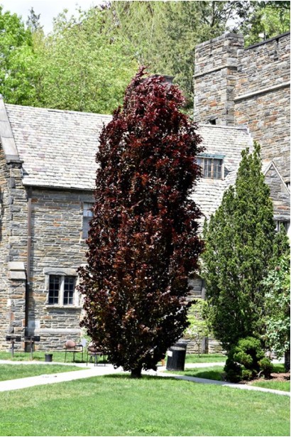 Бук червонолистий Рохан Обеліск